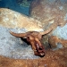Bull skull